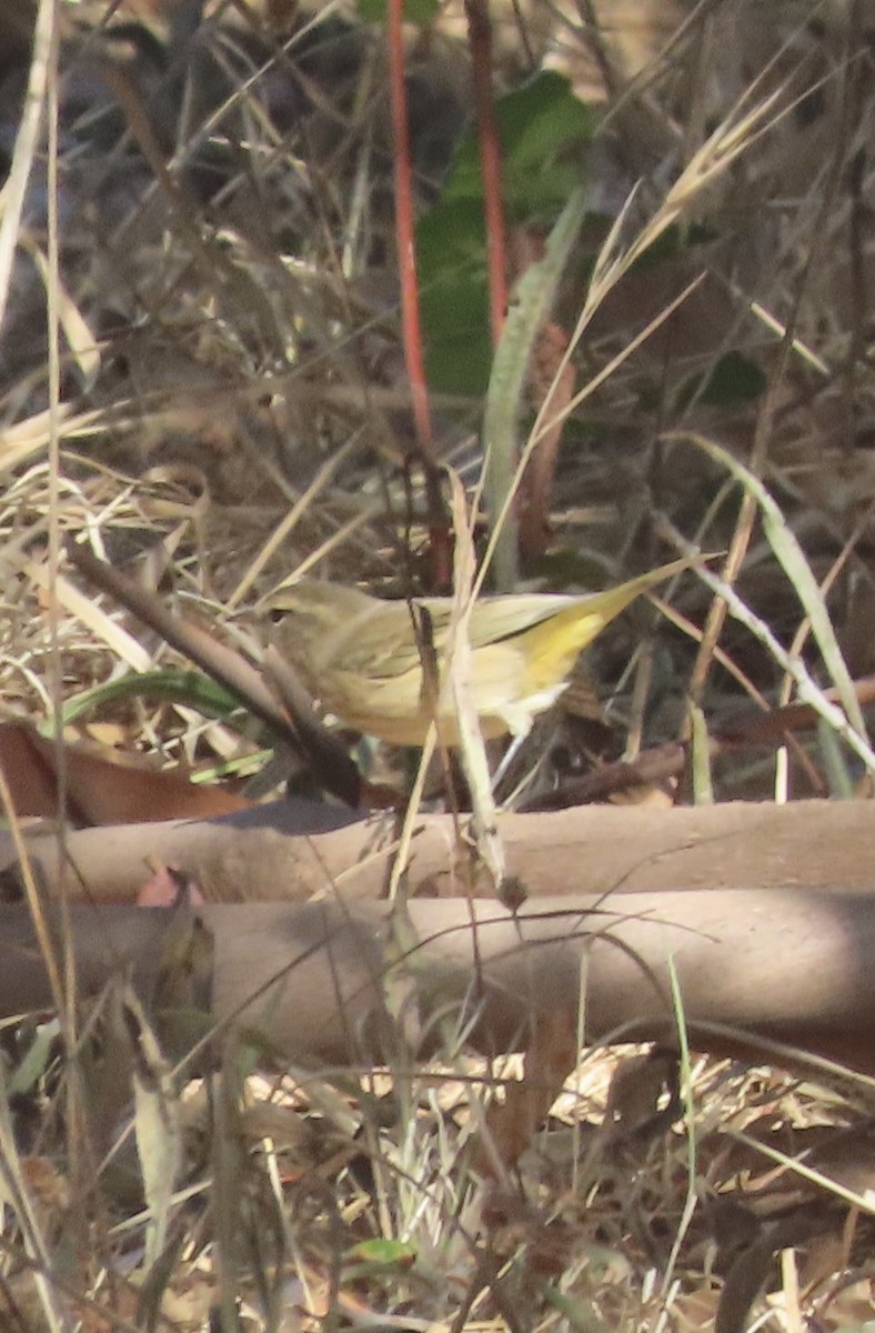 Palm Warbler - ML642506752