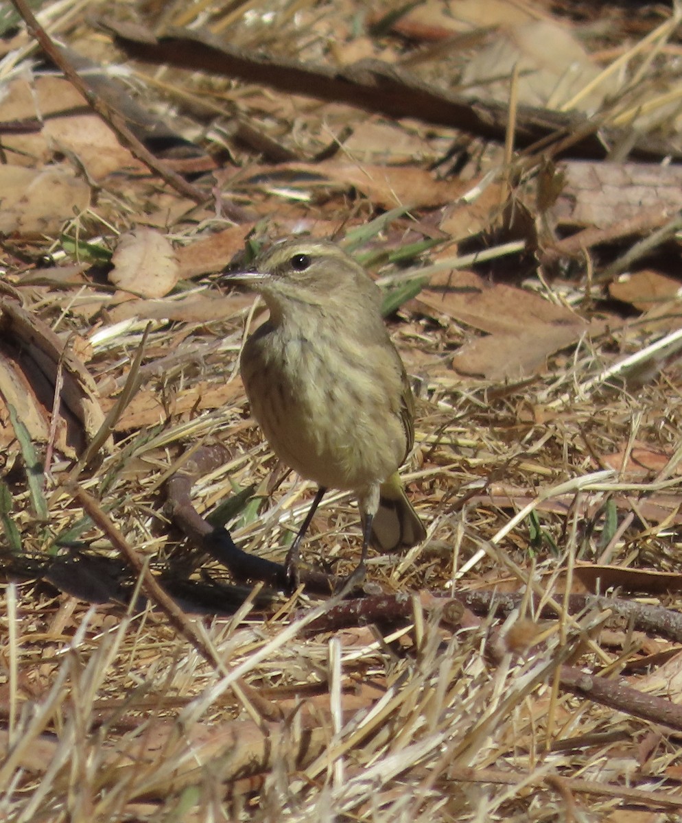Palm Warbler - ML642506753