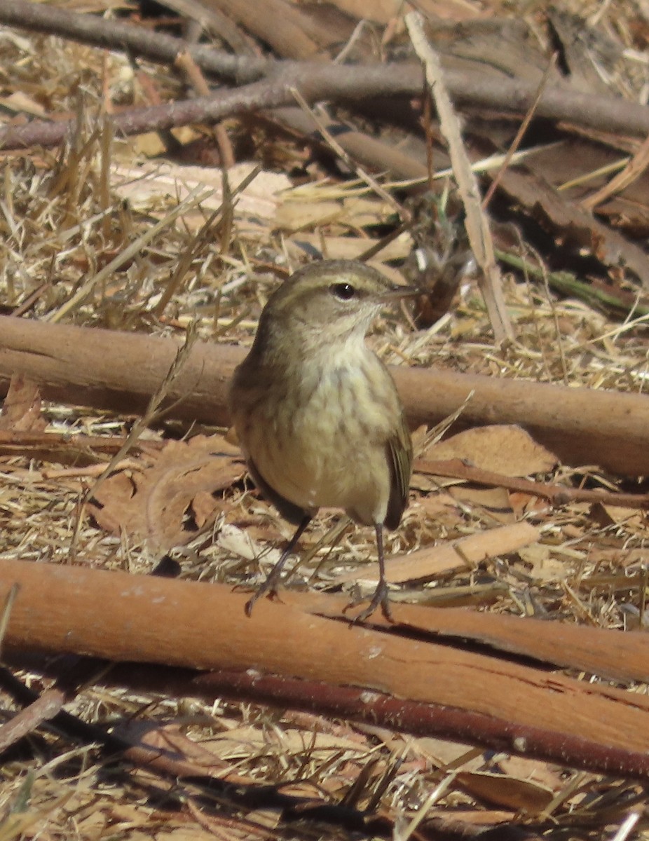 Palm Warbler - ML642506754