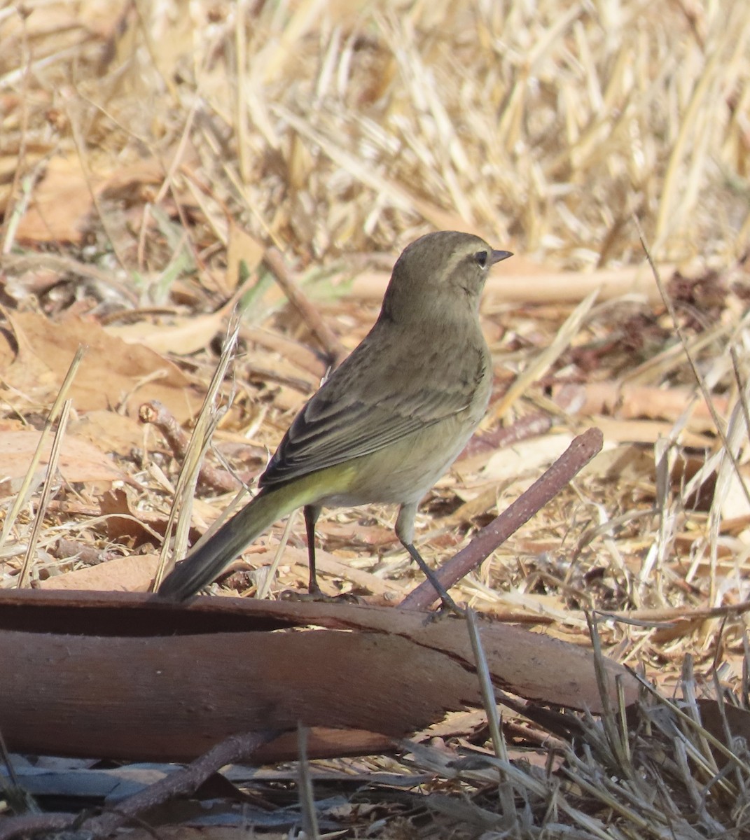 Palm Warbler - ML642506756