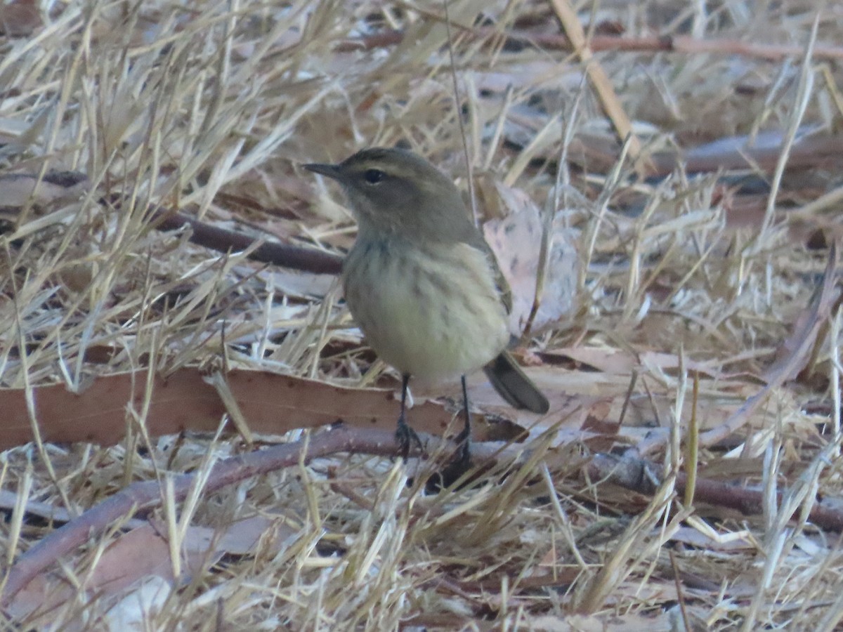 Palm Warbler - ML642506757