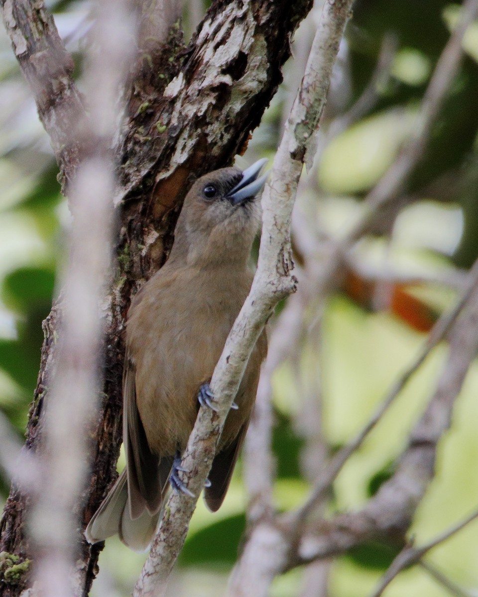 Southern Shrikebill - ML642506796