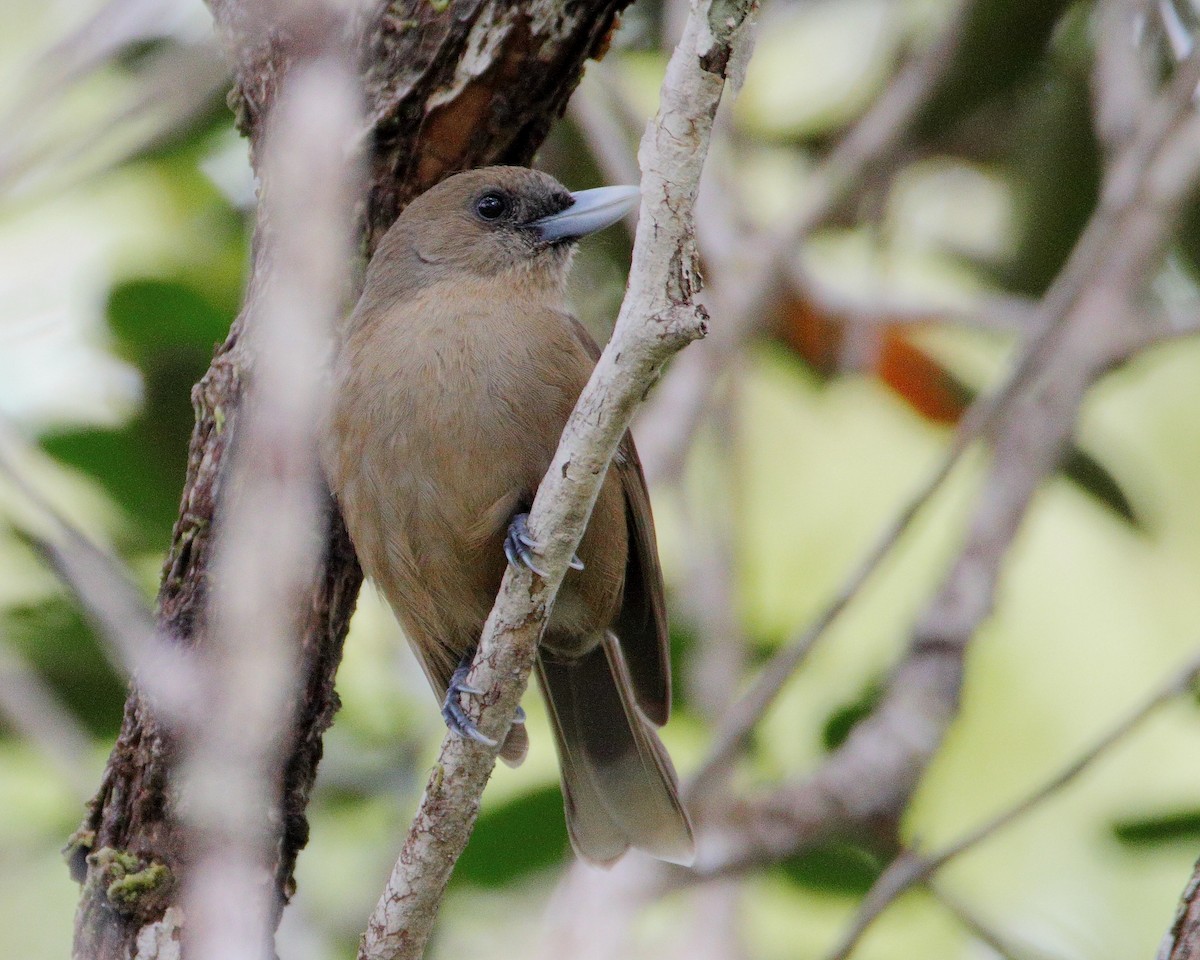 Southern Shrikebill - ML642506797