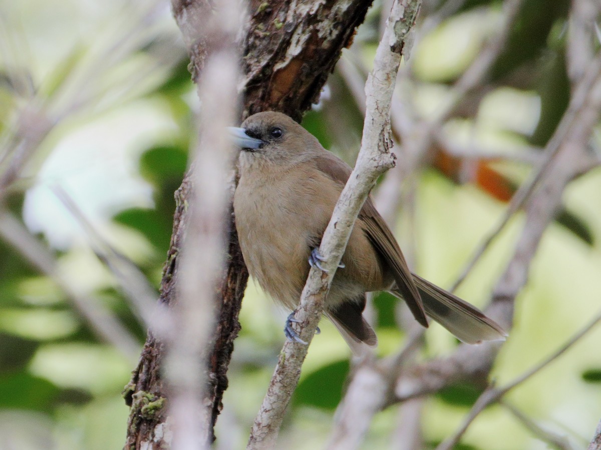 Southern Shrikebill - ML642506798