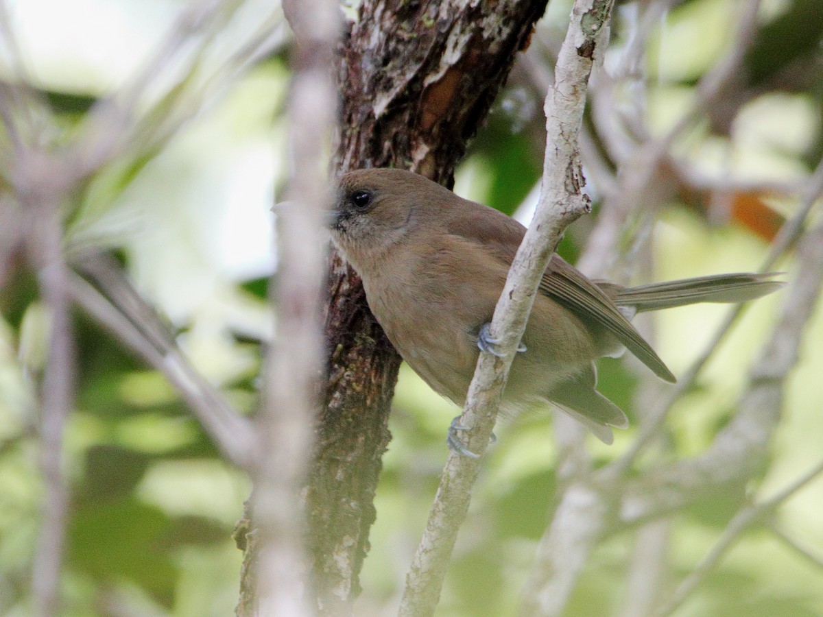 Southern Shrikebill - ML642506799