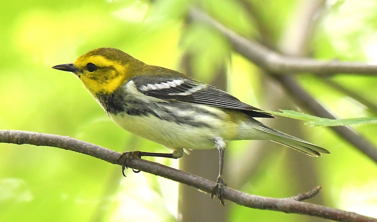 Black-throated Green Warbler - ML642506800