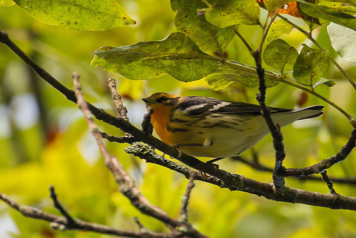 Blackburnian Warbler - ML642506807