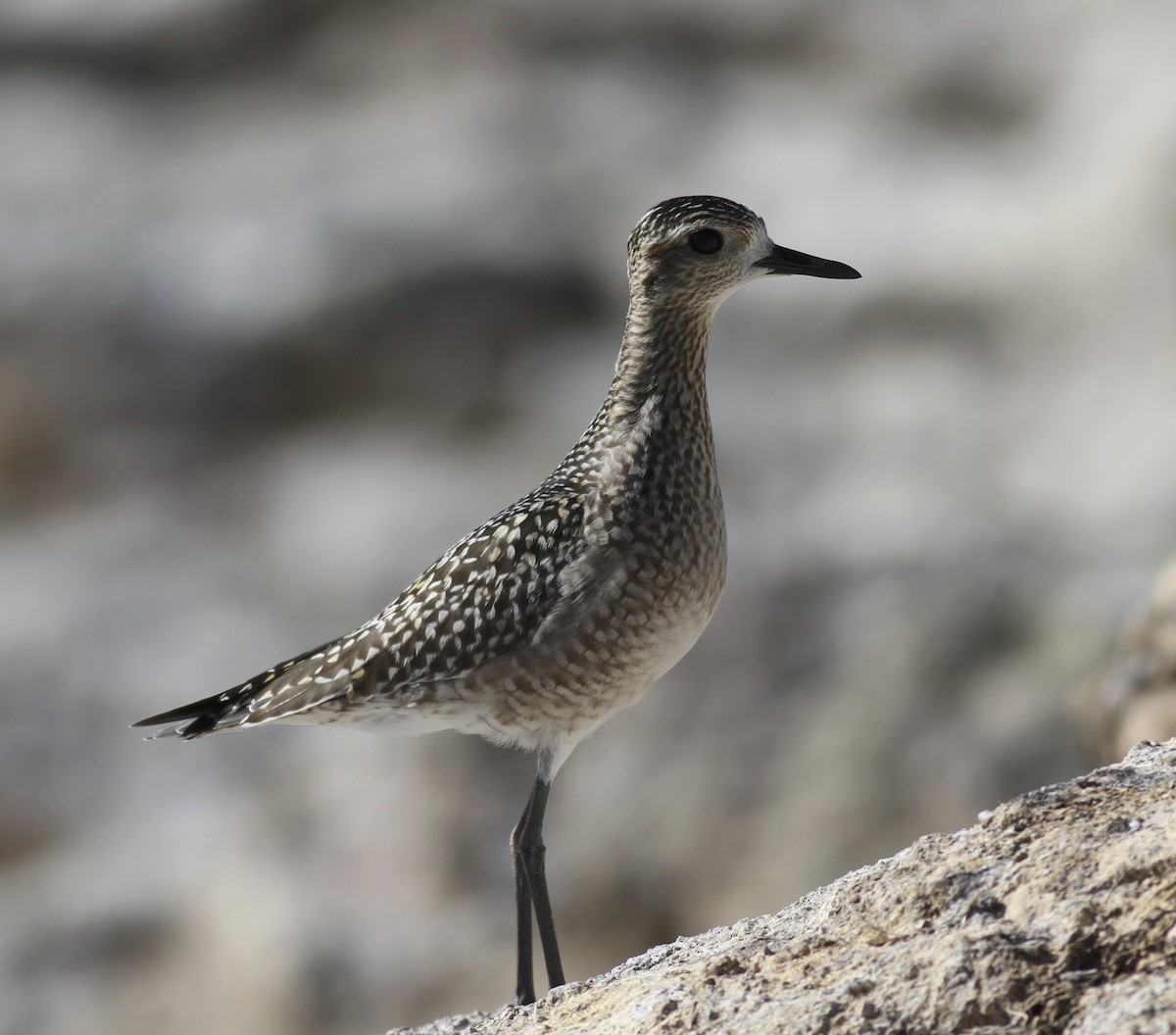 Pacific Golden-Plover - Dan Maxwell