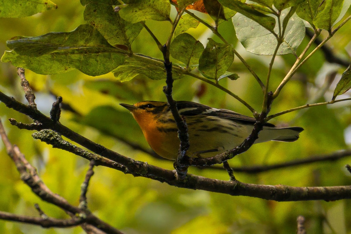 Blackburnian Warbler - ML642506812