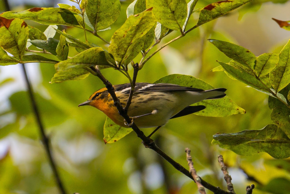 Blackburnian Warbler - ML642506813
