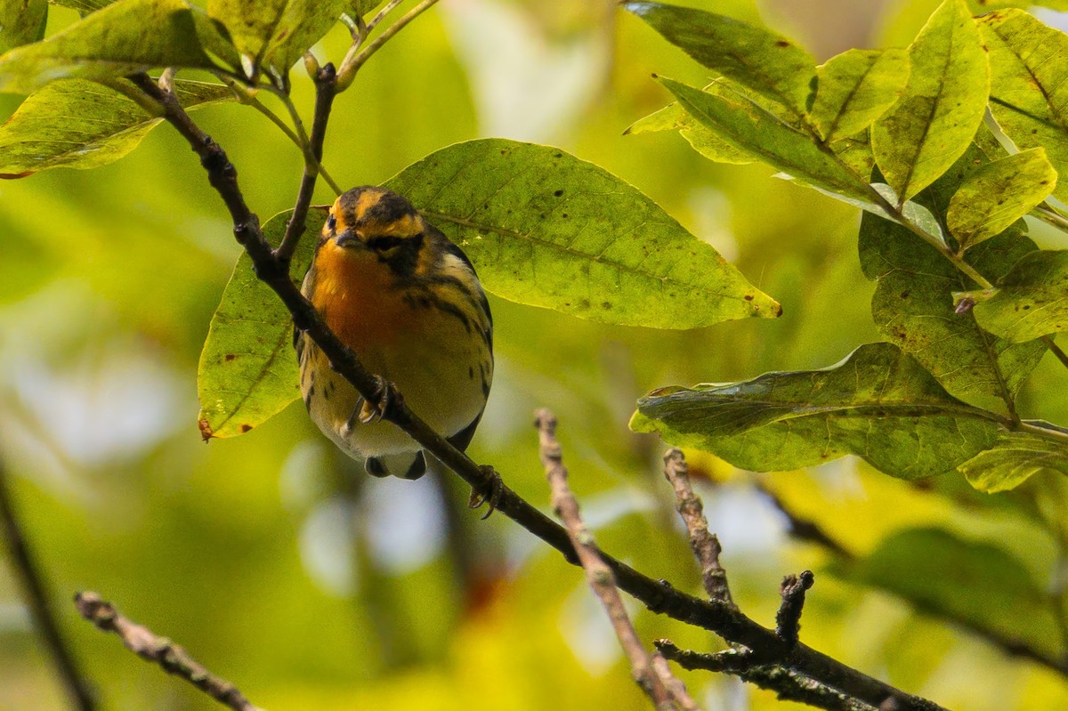 Blackburnian Warbler - ML642506814