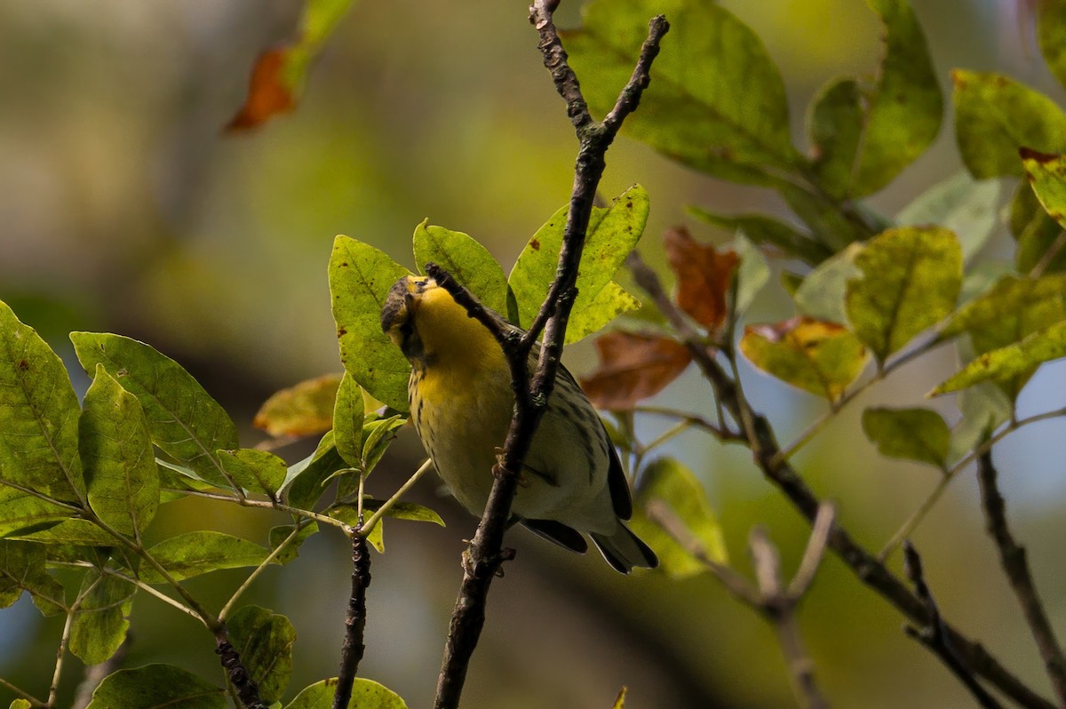 Blackburnian Warbler - ML642506833