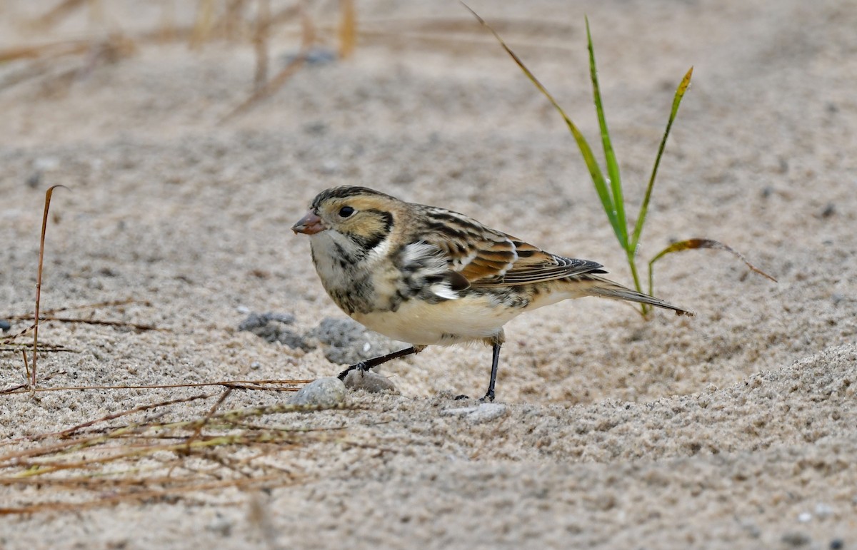 Lapland Longspur - ML642506838