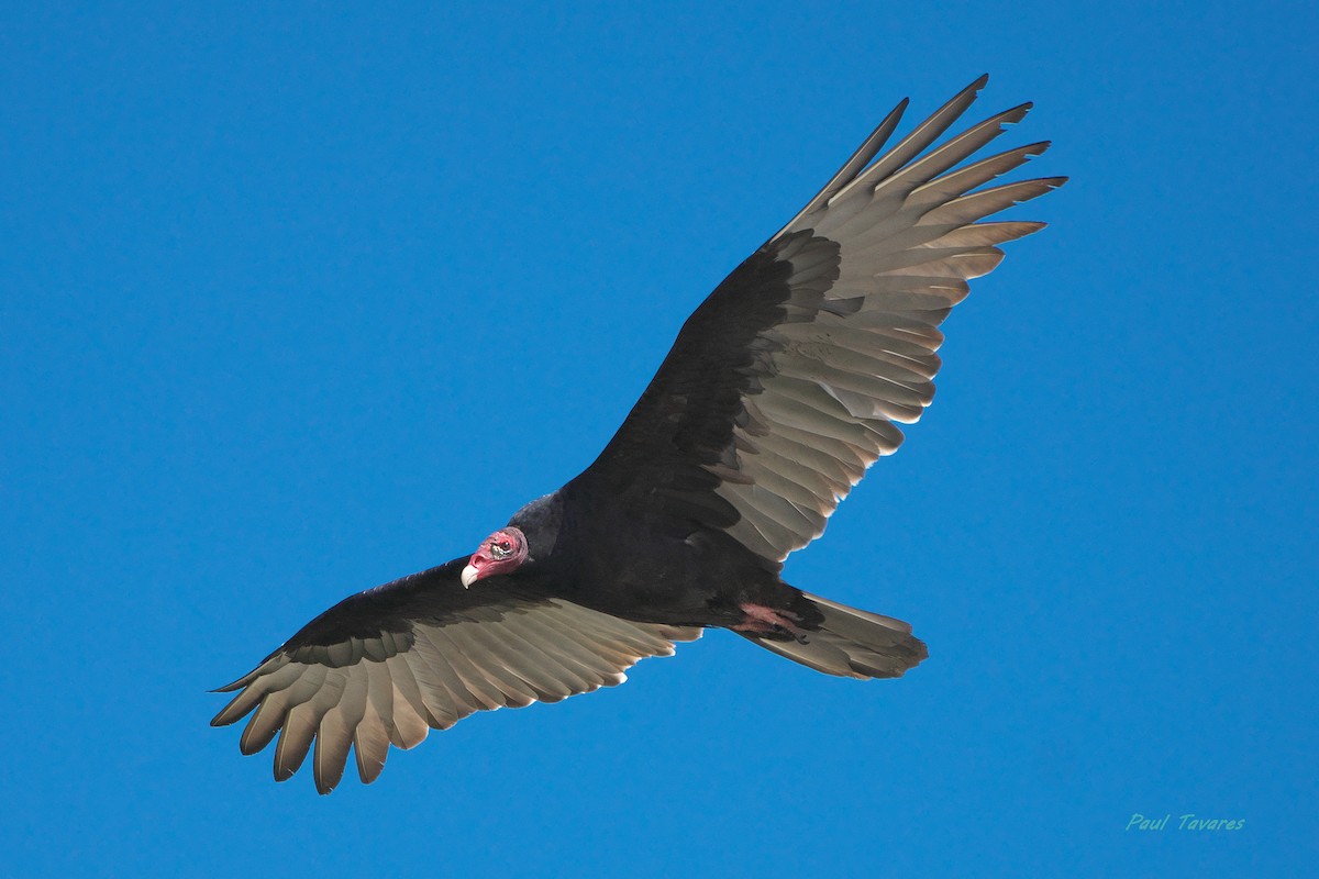 Turkey Vulture - ML642506839