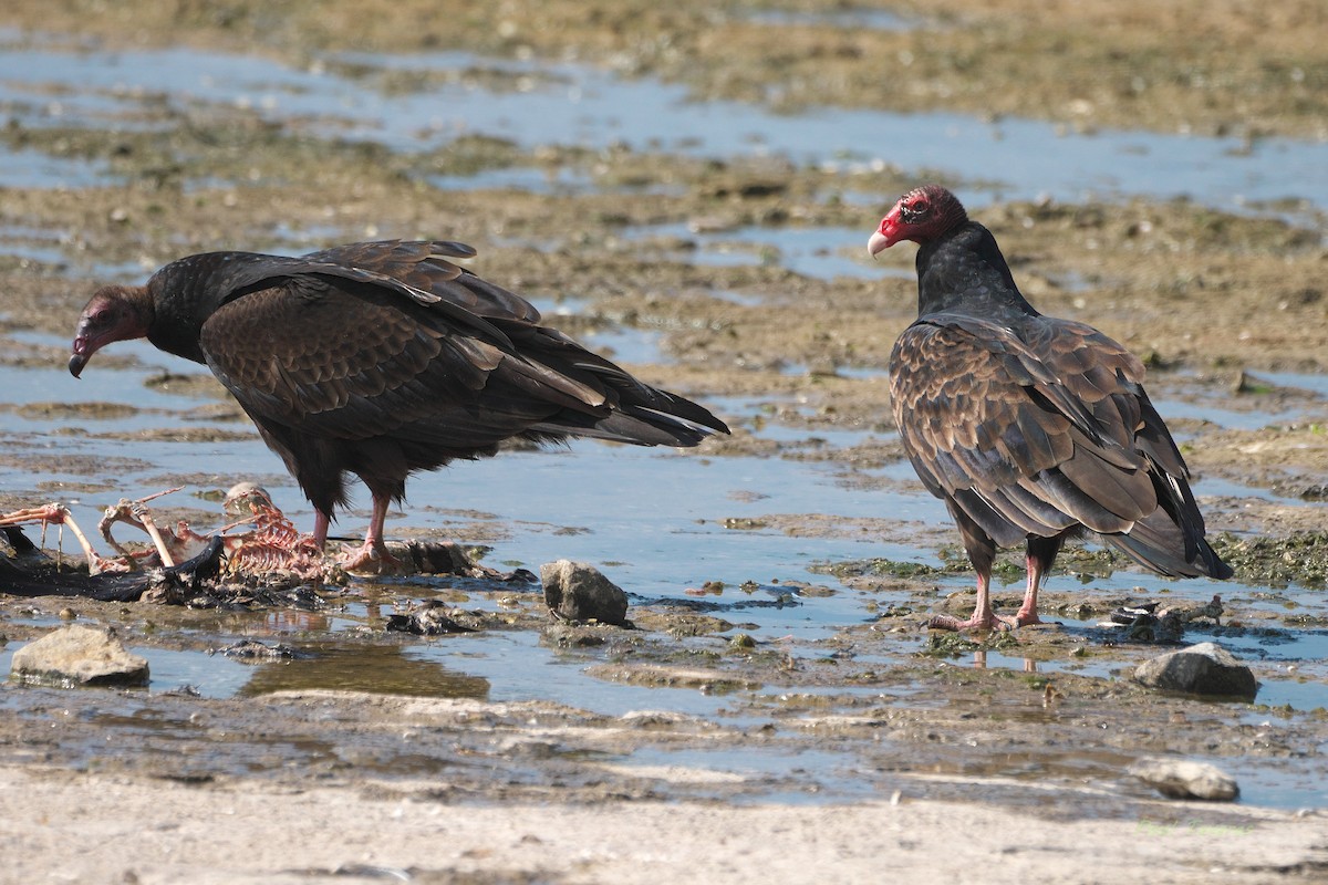 Turkey Vulture - ML642506840