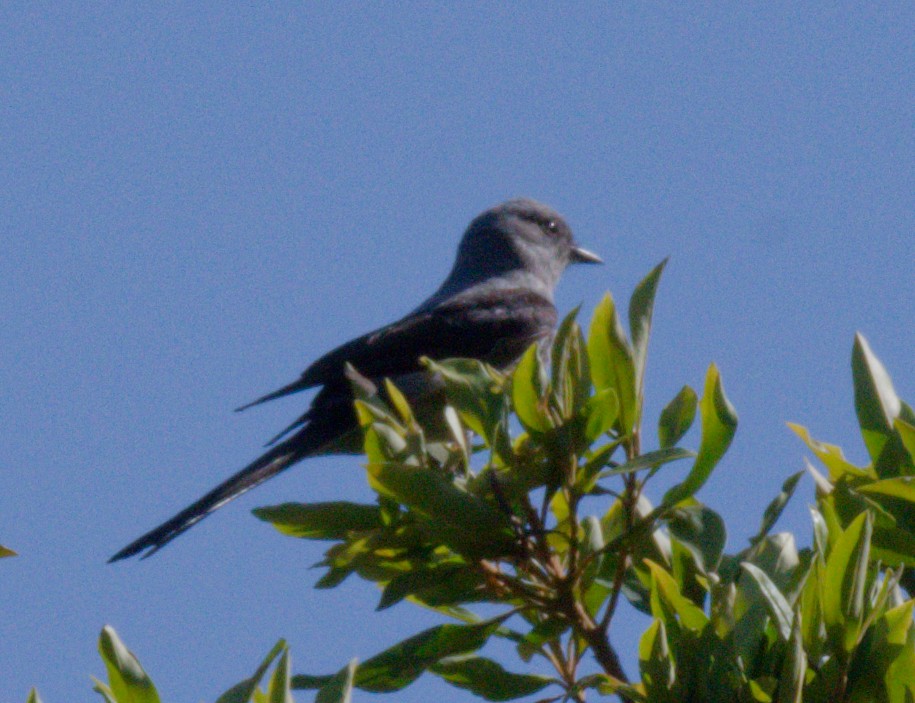 Shear-tailed Gray Tyrant - ML642506844