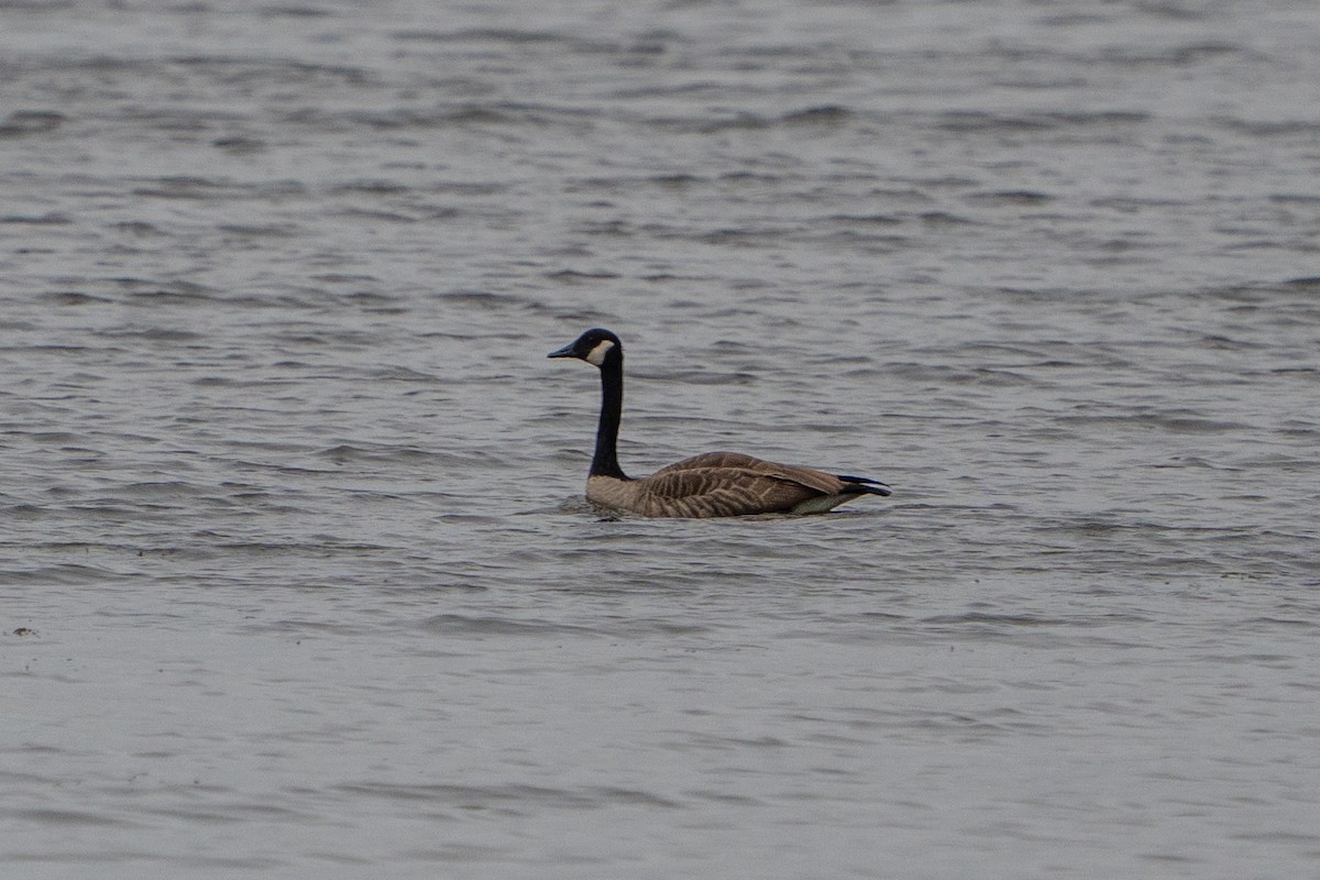 Canada Goose - ML642506867