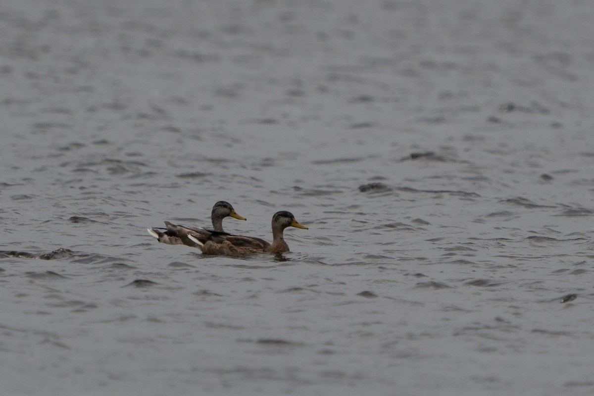 Mallard - ML642506870