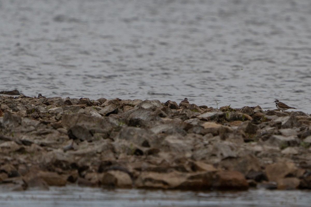 Killdeer - ML642506875