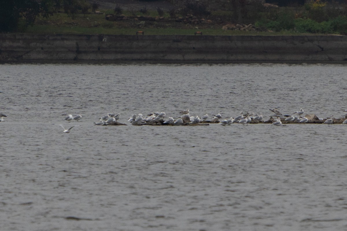 Ring-billed Gull - ML642506878