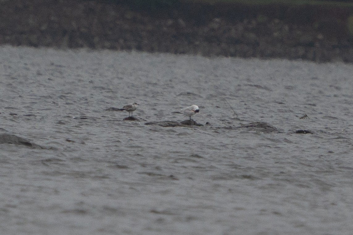 Caspian Tern - ML642506881