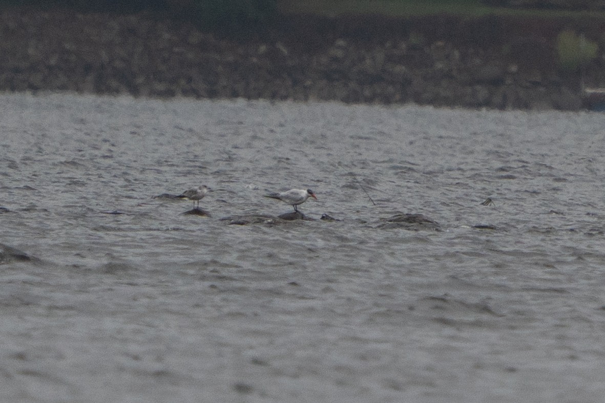 Caspian Tern - ML642506882