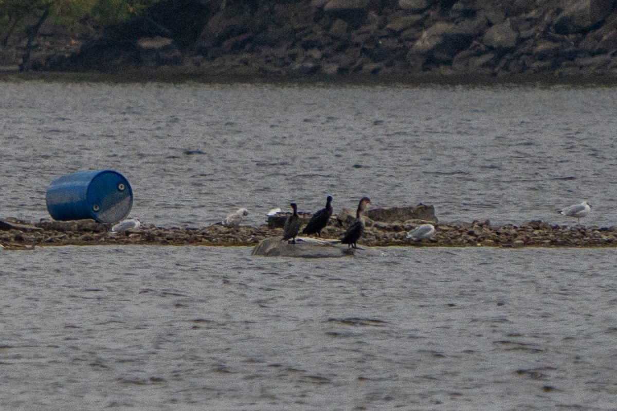 Double-crested Cormorant - ML642506886