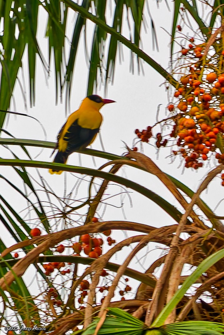 Black-naped Oriole - ML642506904