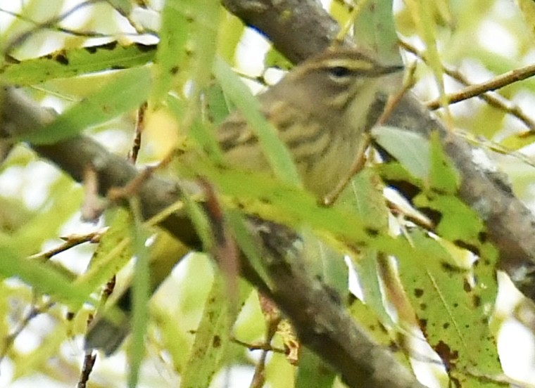Palm Warbler - ML642506907