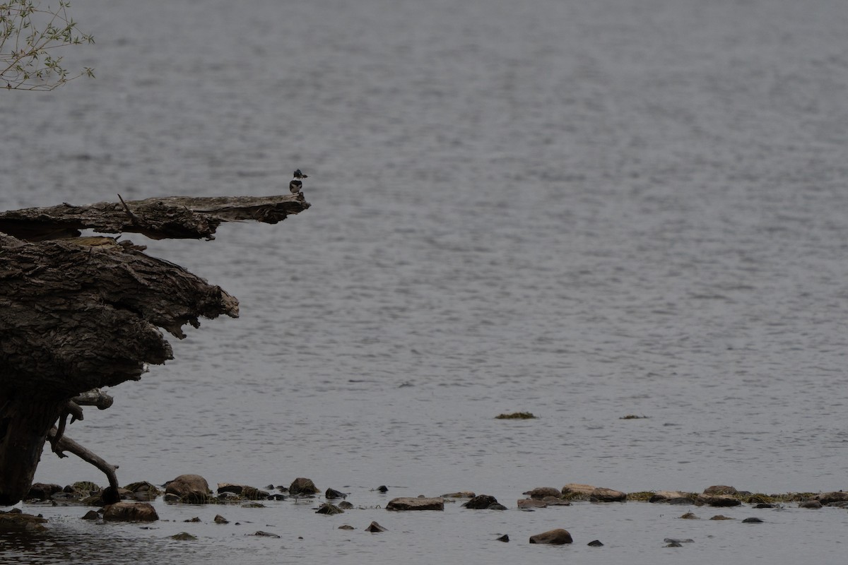 Belted Kingfisher - ML642506911