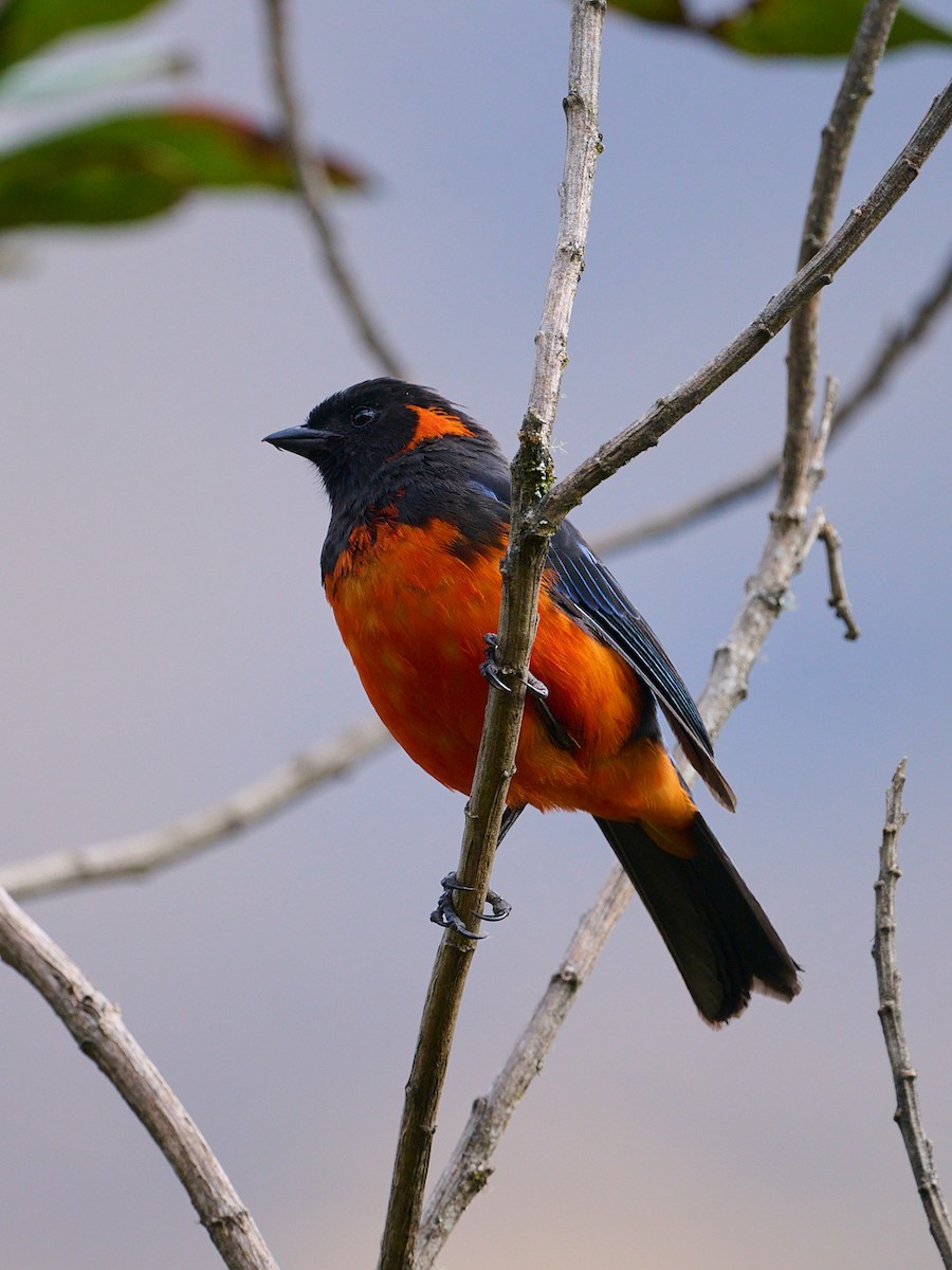 Scarlet-bellied Mountain Tanager (Fire-bellied) - ML642506915