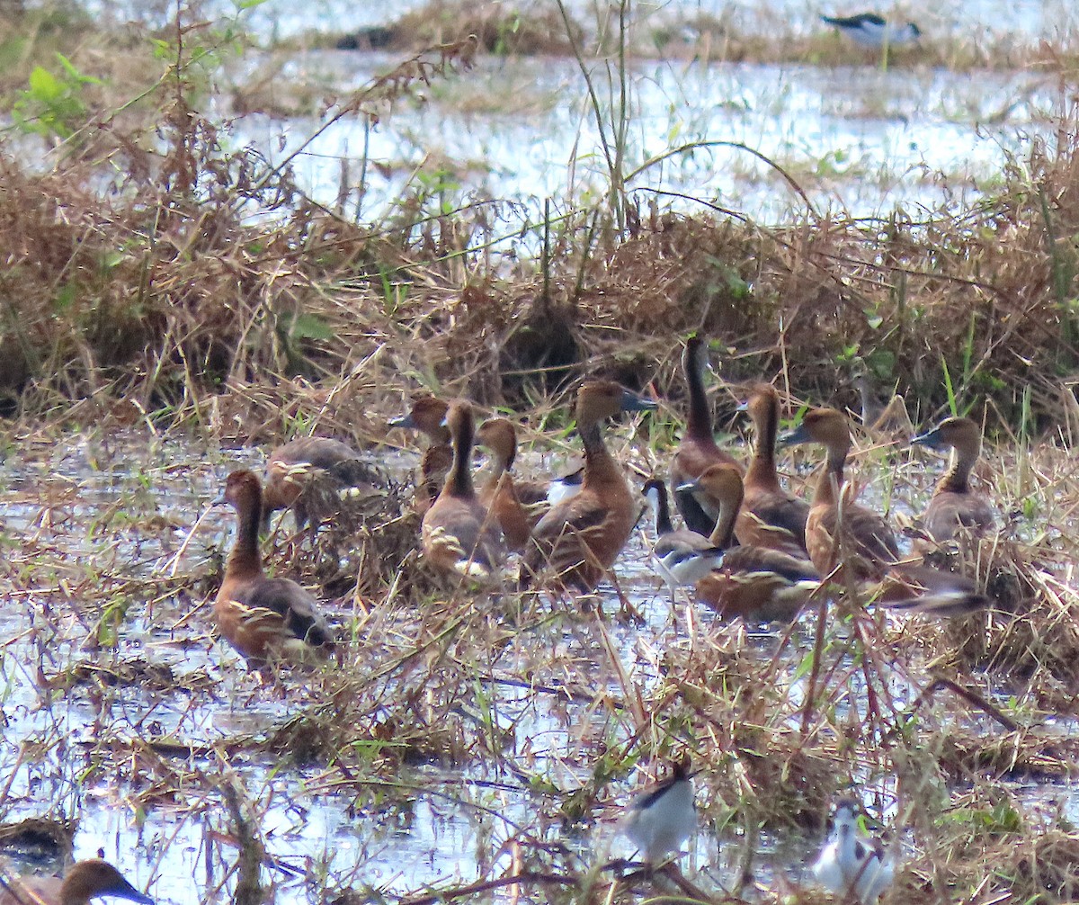Fulvous Whistling-Duck - ML642506922