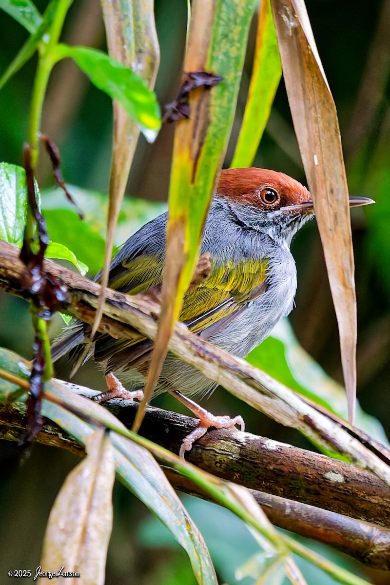 Gray-backed Tailorbird - ML642506923