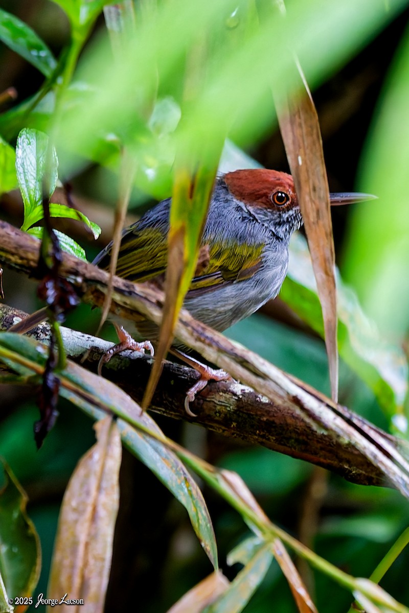 Gray-backed Tailorbird - ML642506924
