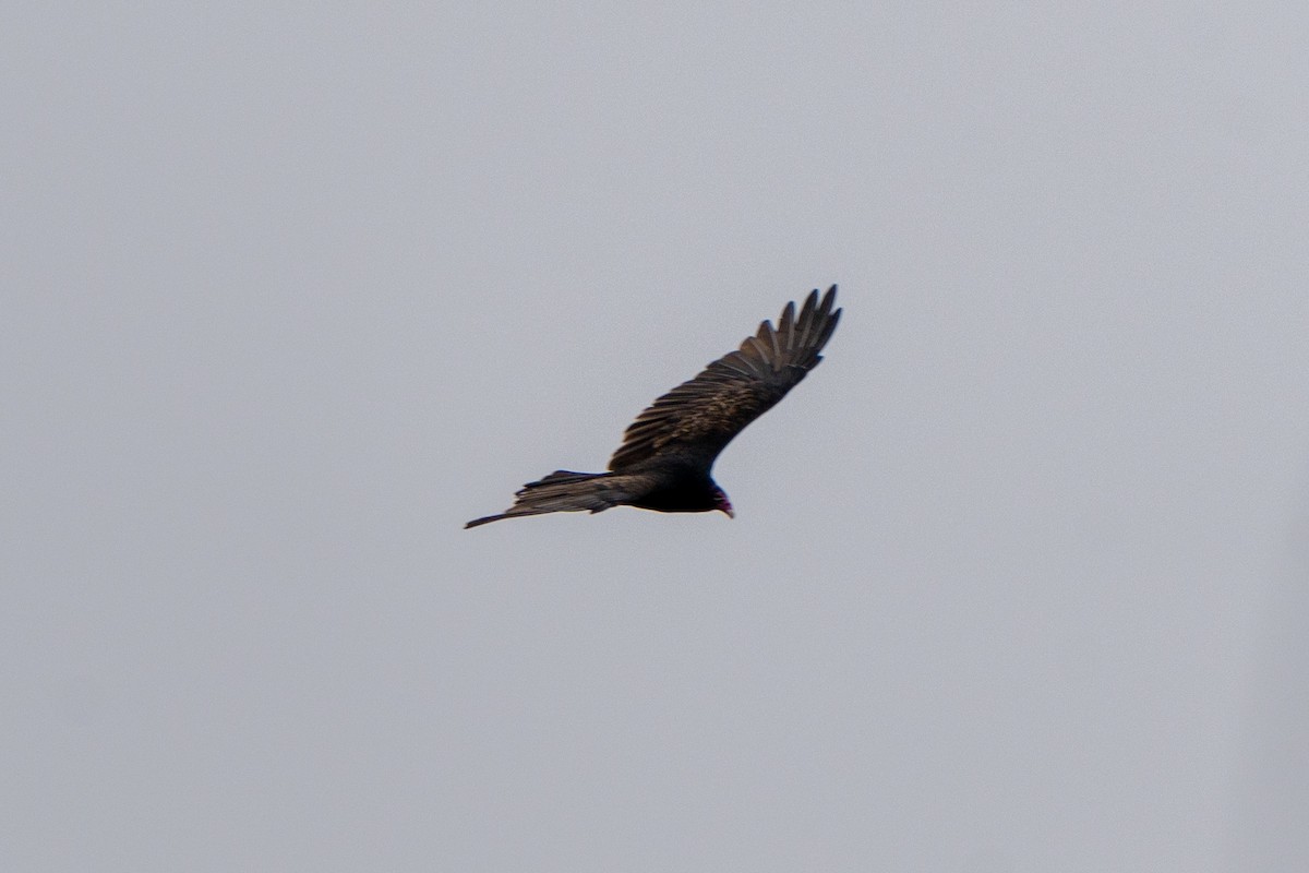Turkey Vulture - ML642506926