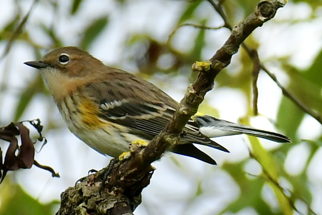 Yellow-rumped Warbler - ML642506927