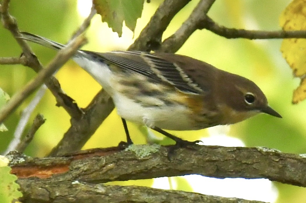 Yellow-rumped Warbler - ML642506928