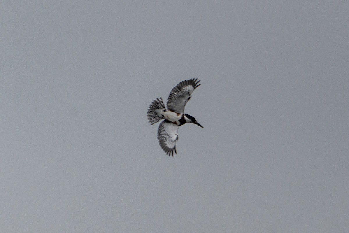 Belted Kingfisher - ML642506937