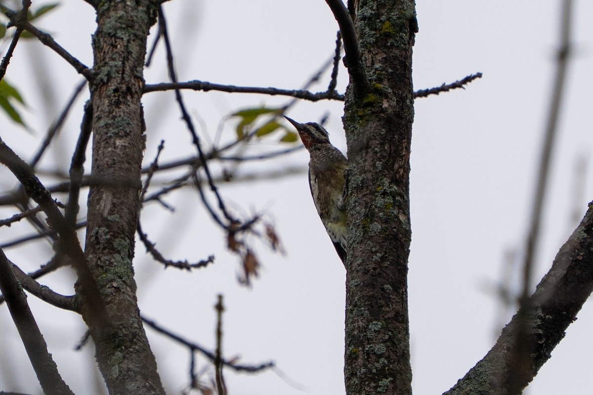 Yellow-bellied Sapsucker - ML642506946