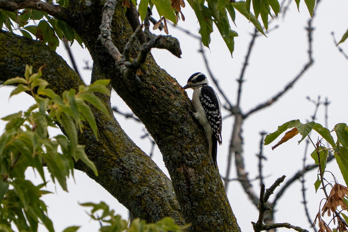 Hairy Woodpecker - ML642506954