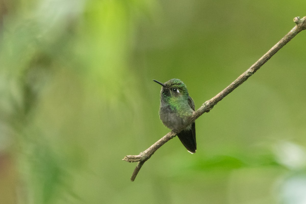 Emerald-chinned Hummingbird - ML642506959