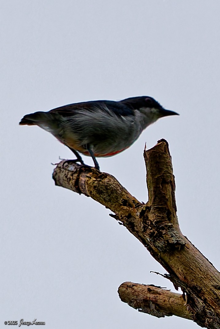 rødkjølblomsterfugl - ML642506962