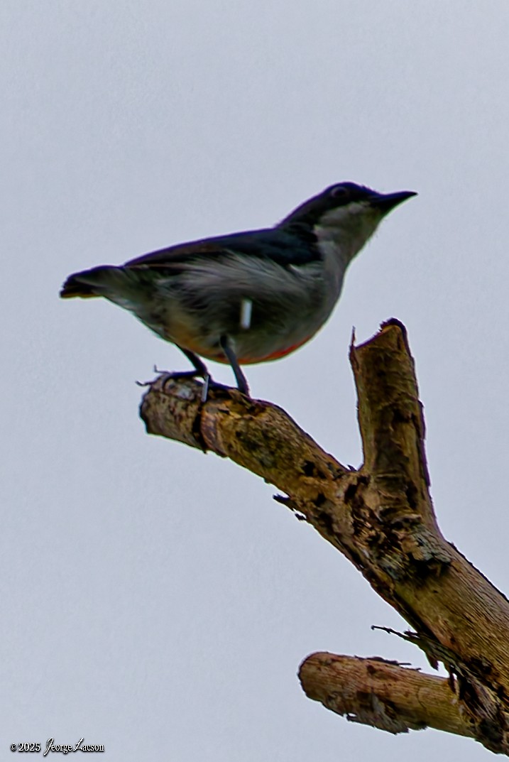 rødkjølblomsterfugl - ML642506963