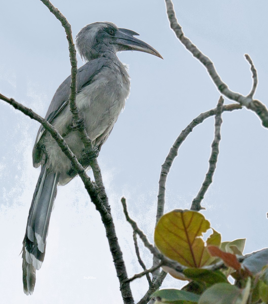 Indian Gray Hornbill - ML642506964