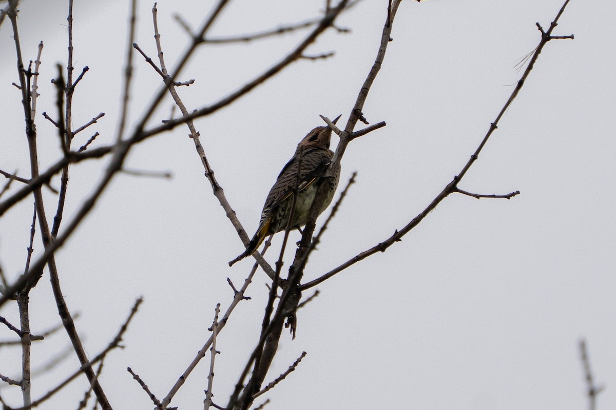 Northern Flicker - ML642506967