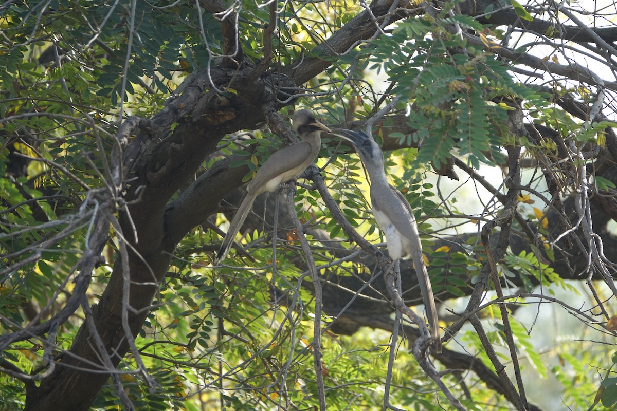 Indian Gray Hornbill - ML642506971