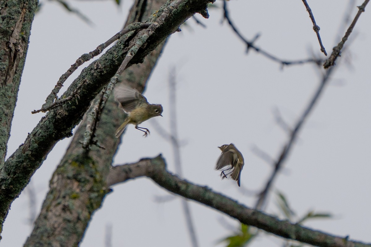 Ruby-crowned Kinglet - ML642506972