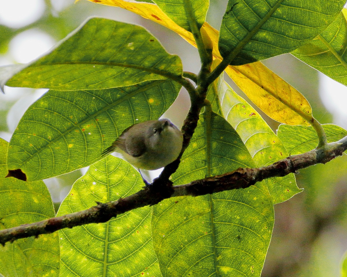Fan-tailed Gerygone - ML642506981