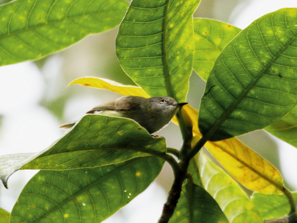 Fan-tailed Gerygone - ML642506982