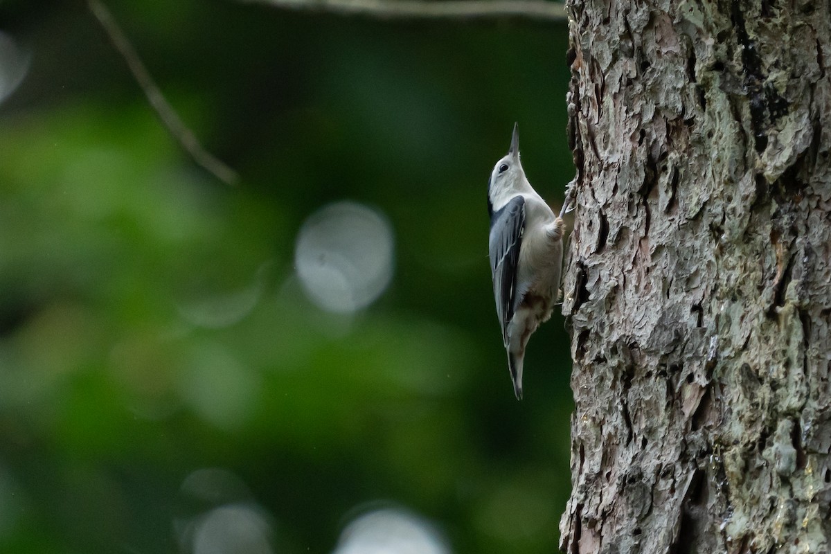 White-breasted Nuthatch - ML642506984